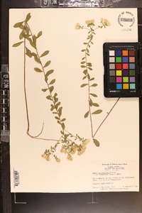 Sericocarpus tortifolius image