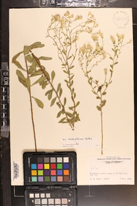 Sericocarpus tortifolius image