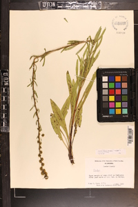 Liatris aspera image