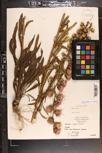 Liatris aspera image