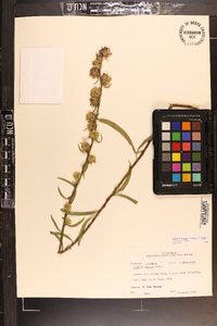 Liatris aspera image