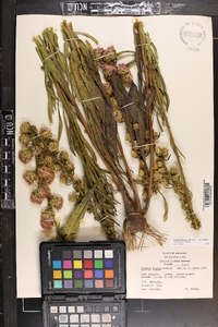 Liatris aspera image