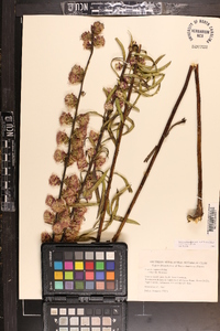 Liatris aspera image