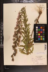 Liatris aspera image