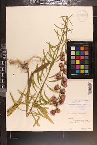 Liatris aspera image