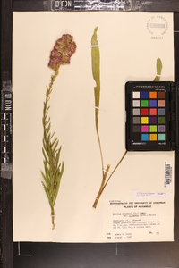 Liatris aspera image