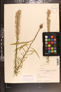 Liatris elegans var. elegans image