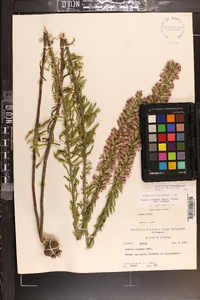 Liatris elegans image