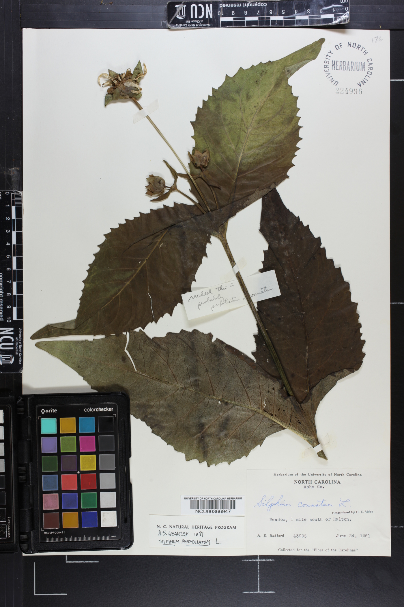 Silphium connatum image
