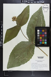 Silphium connatum image