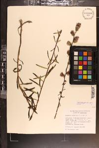 Liatris aspera image