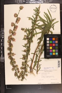 Liatris aspera image