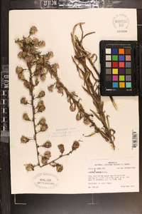 Liatris aspera image