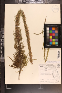 Liatris chapmanii image