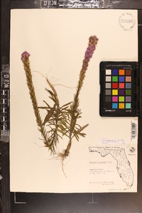 Liatris chapmanii image