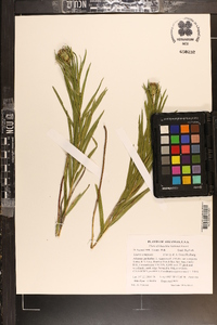 Liatris compacta image