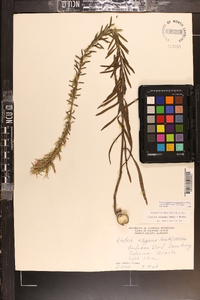 Liatris elegans var. elegans image