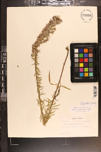 Liatris elegans image