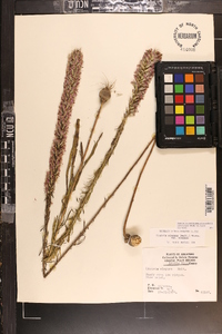 Liatris elegans image