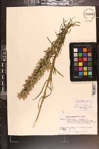 Liatris elegans var. elegans image