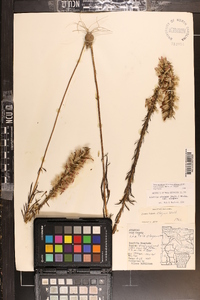 Liatris elegans image