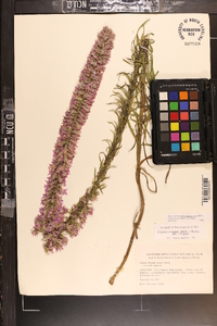 Liatris elegans var. elegans image