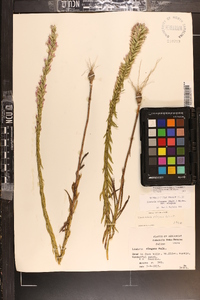 Liatris elegans var. elegans image