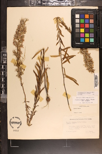 Liatris elegans var. elegans image