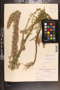 Liatris elegans image