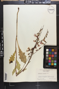 Nabalus autumnalis image