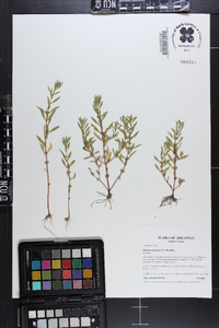 Rotala ramosior image