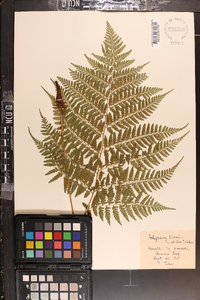 Athyrium vidalii image