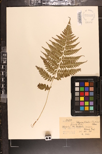 Athyrium vidalii image