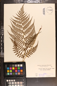 Athyrium vidalii image