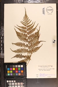 Athyrium vidalii image