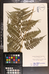 Athyrium vidalii image