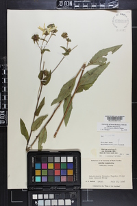 Silphium asteriscus image