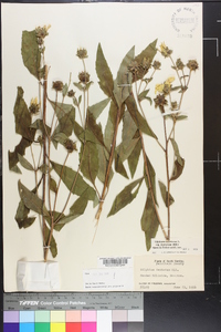 Silphium asteriscus var. dentatum image