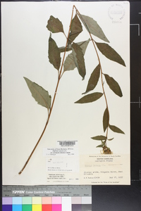 Silphium asteriscus image