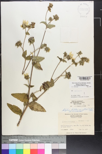 Silphium asteriscus image