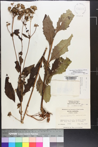 Silphium asteriscus var. dentatum image