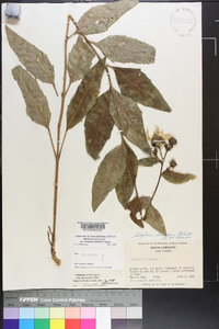 Silphium asteriscus var. dentatum image