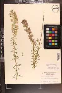 Liatris elegans image