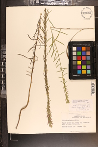 Liatris elegans var. elegans image