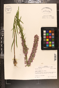 Liatris elegans var. elegans image