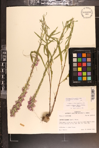 Liatris elegans image