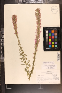 Liatris elegans image