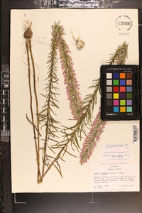 Liatris elegans image