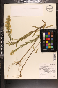 Solidago sempervirens image