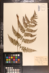 Athyrium vidalii image